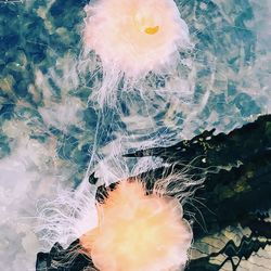 High angle view of person swimming in sea