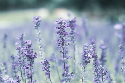 Close-up of purple flowering plant on field