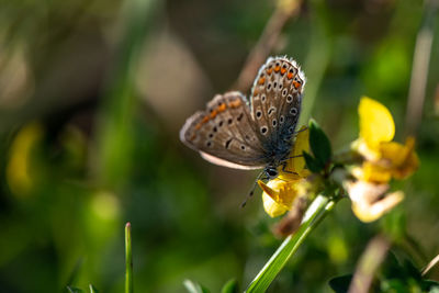 Close-up of butterfly pollinating on flower