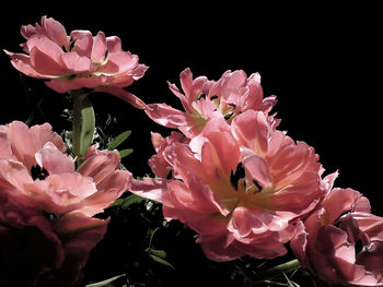 Close-up of pink flowers