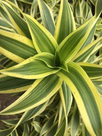 Full frame shot of green leaves