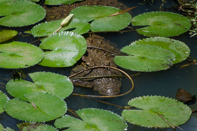 High angle view of water lily