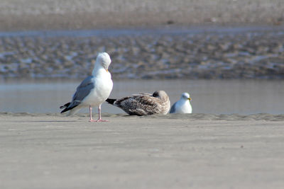 Seagulls perching on a beach