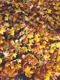 Full frame shot of autumn leaves