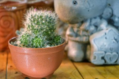 Close-up of succulent plant in pot