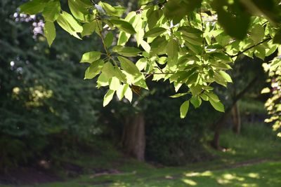 Close-up of leaves on tree