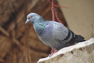 Close-up of pigeon perching