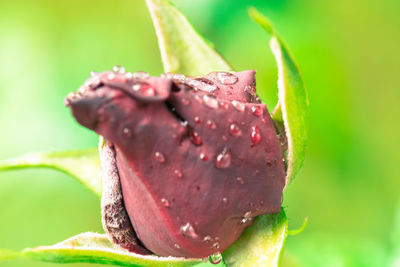 Close-up of plant against blurred background