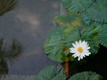High angle view of flowering plant floating on water