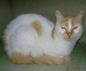 Close-up portrait of cat