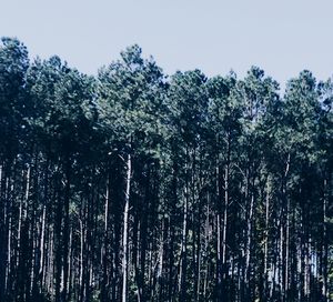 Low angle view of trees in forest