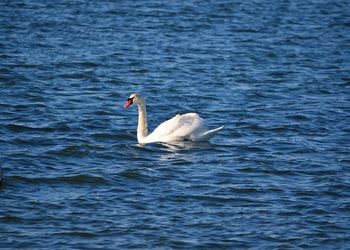 Swan swimming in lake