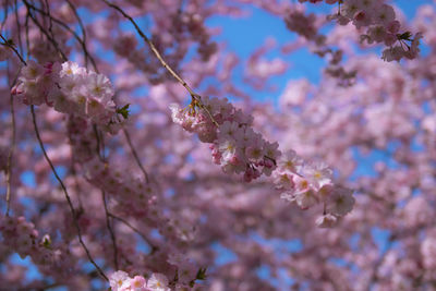 Low angle view of cherry blossoms in spring