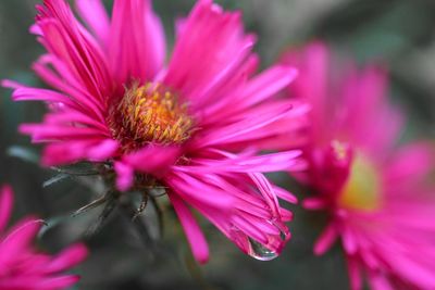 Close-up of pink flower blooming outdoors