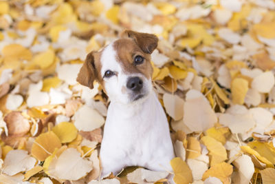 Portrait of puppy sitting on leaves during autumn