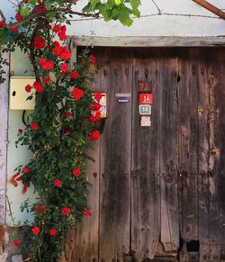 Plant growing on wall