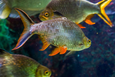 Close-up of fish swimming in sea