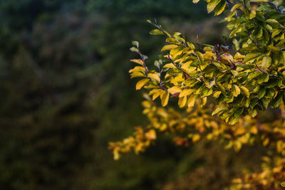 Close-up of yellow flower tree