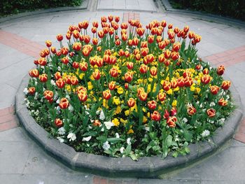 Full frame shot of red flowers