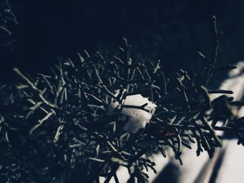 Close-up of fresh green plant