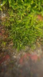 Close-up of leaves