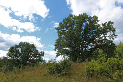 Trees growing on field against sky