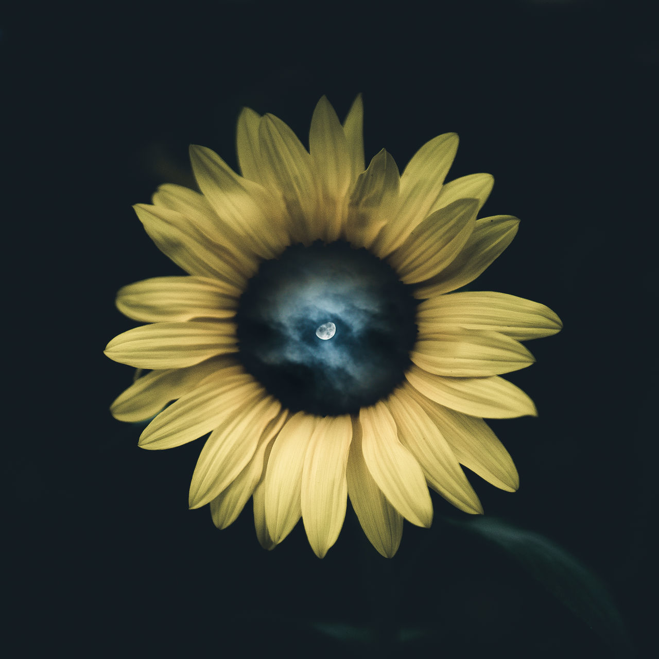 CLOSE-UP OF YELLOW FLOWER