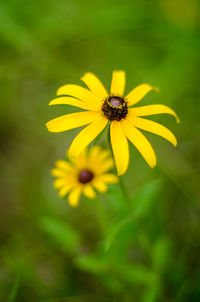 Close-up of yellow flowering plant