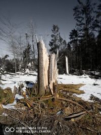 Close-up of tree stump during winter