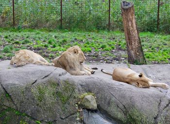 View of cats sleeping in forest