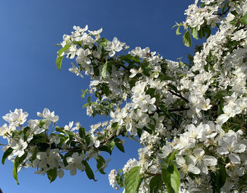 Low angle view of cherry blossoms against sky