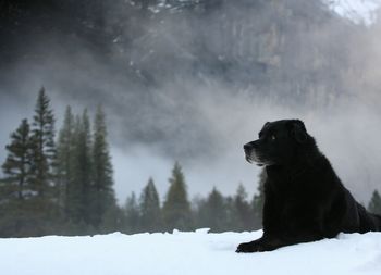 Dog on snow covered trees during winter