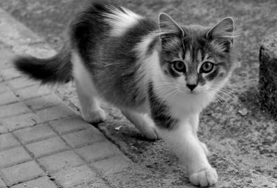 Close-up portrait of cat on floor