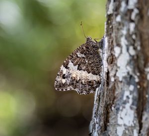 Close-up of butterfly on tree trunk