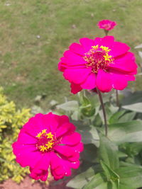 Close-up of pink flower