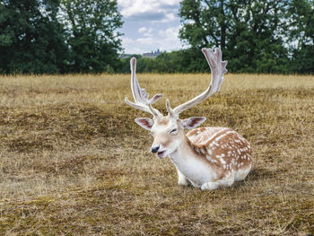Deer, knole park, sevenoaks, england