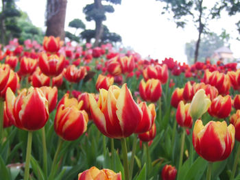 Close-up of tulips in park