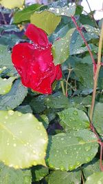 Close-up high angle view of flower