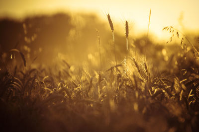 Wheat on field at sunset