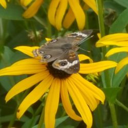 Close-up of butterfly on yellow flower