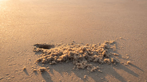 High angle view of crab on beach