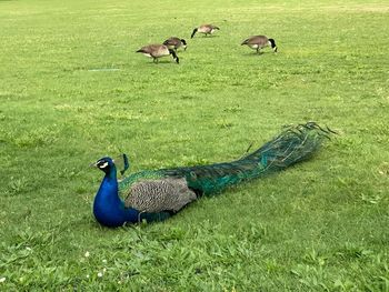 High angle view of peacock on field