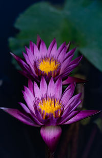 High angle view of purple lotus water lilies growing in pond