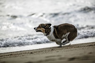 Dog on beach