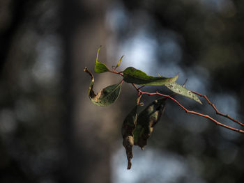 Close-up of leaves on plant