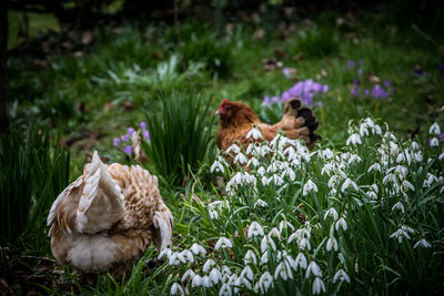 Hens by snowdrops blooming on field