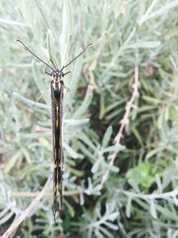 Close-up of damselfly on plant