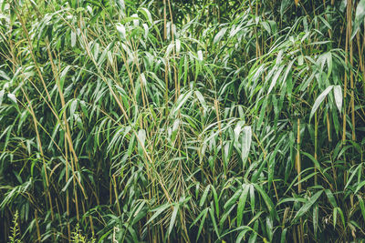 Full frame shot of corn field