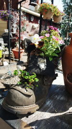 Close-up of potted plants