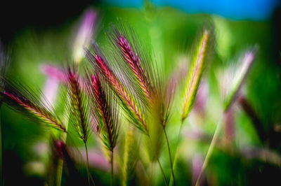 Close-up of plant against blurred background